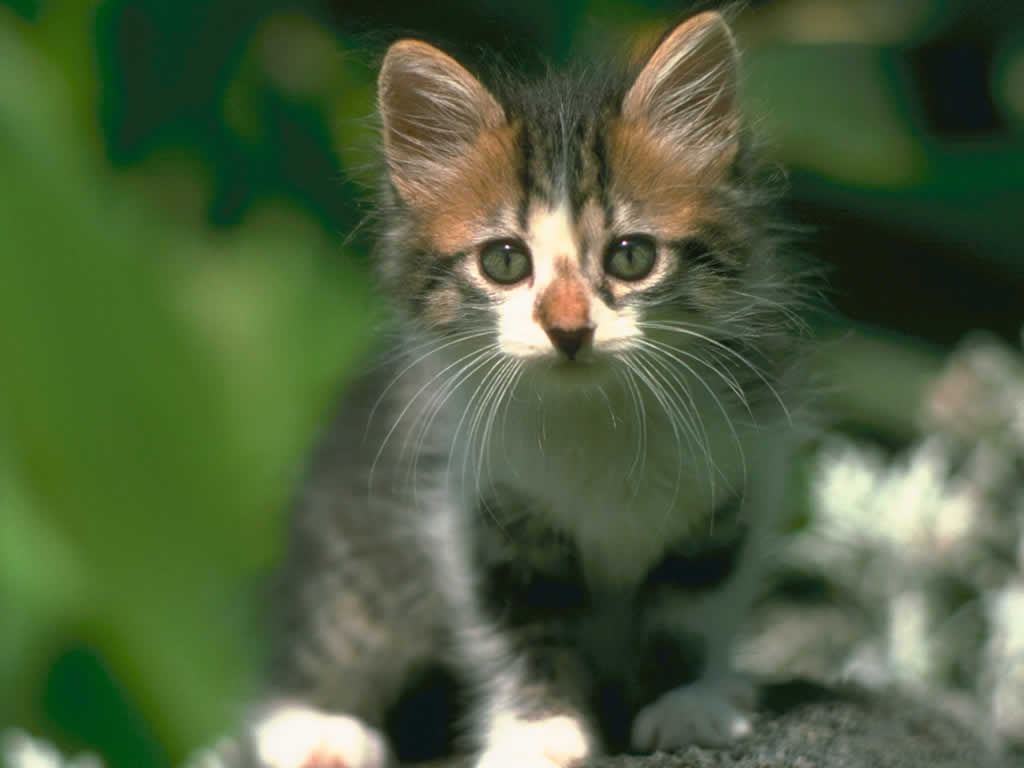Cute Cat Christian Wallpaper Free Download - Tennessee State Wild Animal - HD Wallpaper 