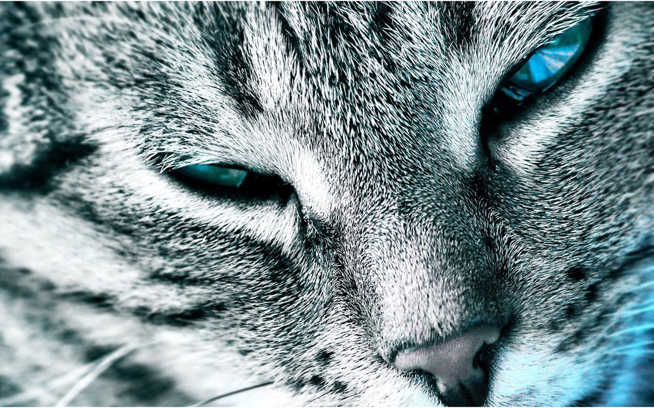 Cat Image - Wallpaper - HD Wallpaper 