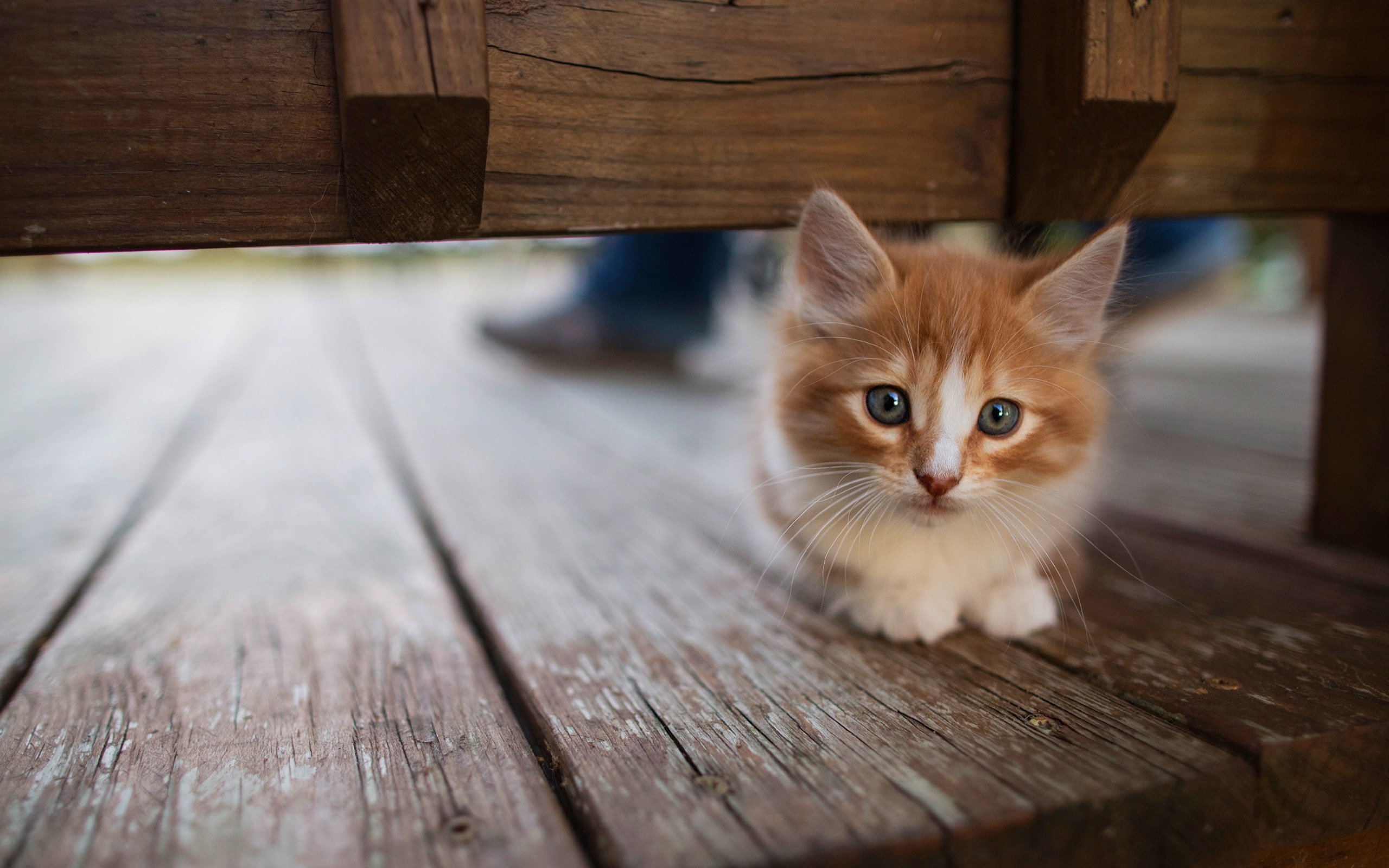 Ginger Fluffy Kitten, Cute Look, Small Animal, Pets, - Kitten - HD Wallpaper 