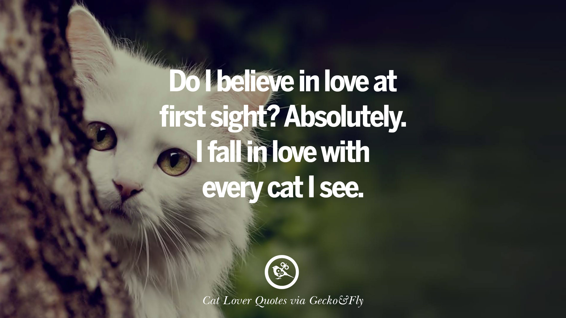 Cat Love Wallpaper - Cute Cat Cat Lover Quotes - HD Wallpaper 