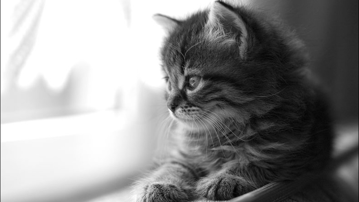 Desktop Cats And Dogs Wallpapers Download - Sorry For Loss Of Pet Cat - HD Wallpaper 