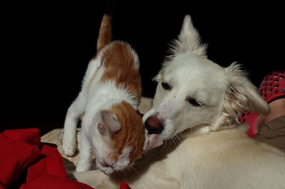 Short-coated White Dog And White And Orange Tabby Cat, - Perro Lindos Y Gatos - HD Wallpaper 