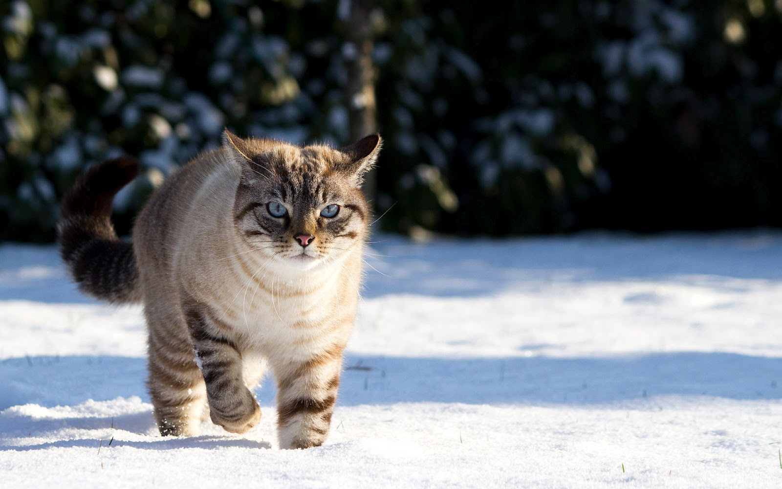 Cute Cat Wallpaper Winter - HD Wallpaper 