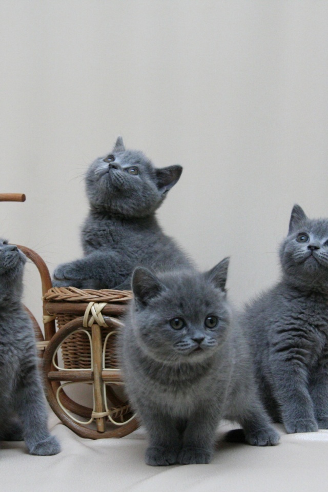 British Shorthair Wallpaper Iphone - HD Wallpaper 