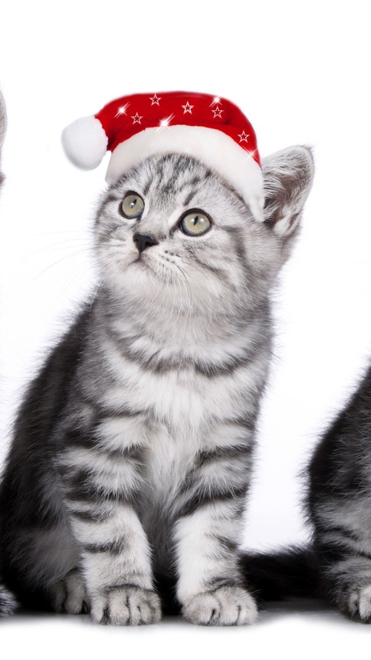 Iphone Wallpaper Three Cats, Kittens, Christmas Hat - Free Christmas Wallpapers For Widescreen Desktop - HD Wallpaper 