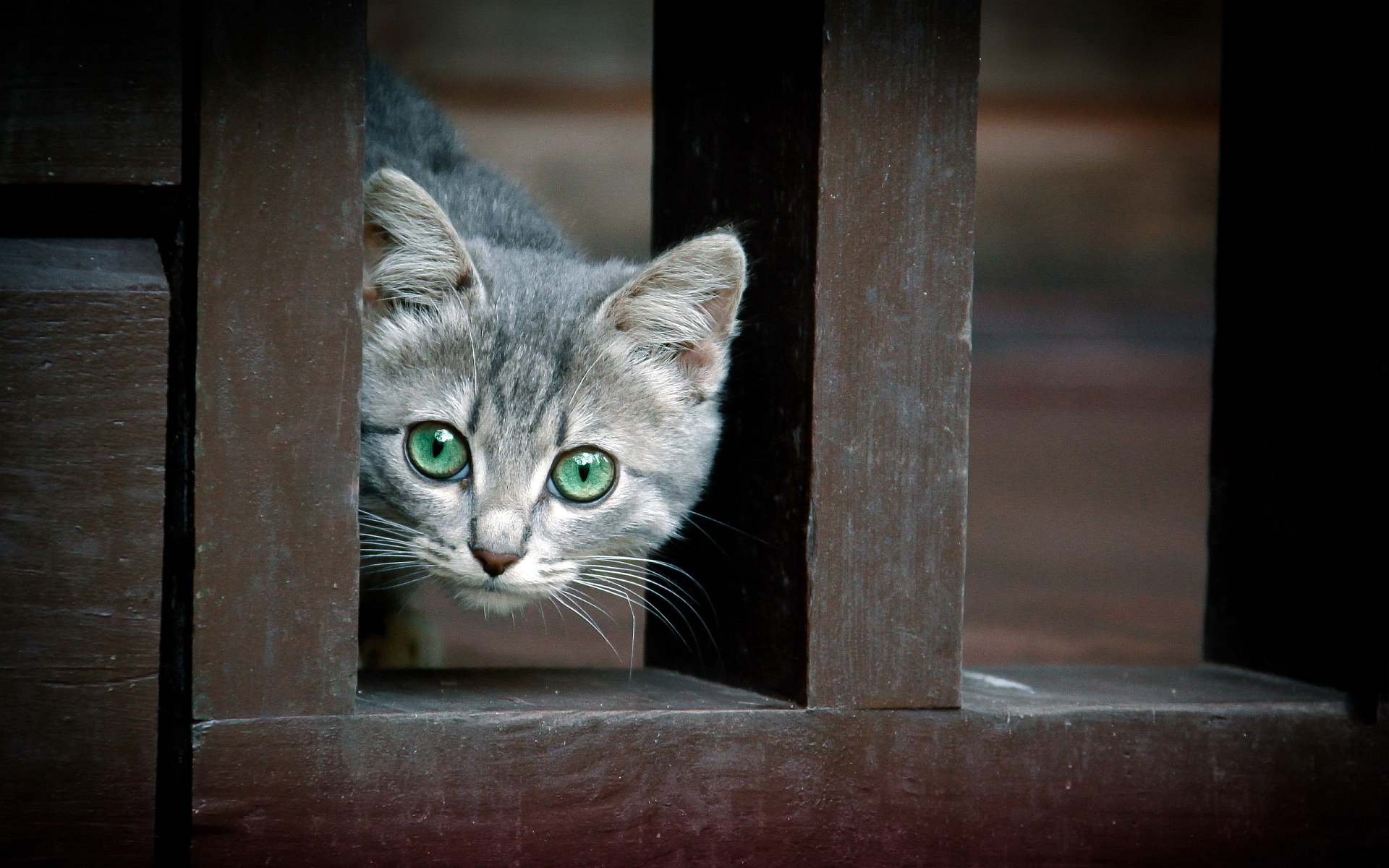 Domestic Short-haired Cat - HD Wallpaper 