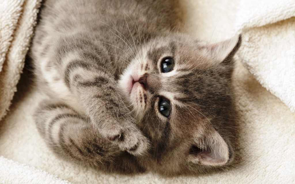 Cat Wallpaper Free Download A Queen Of Wild Pinterest - Cute Cat Desktop - HD Wallpaper 