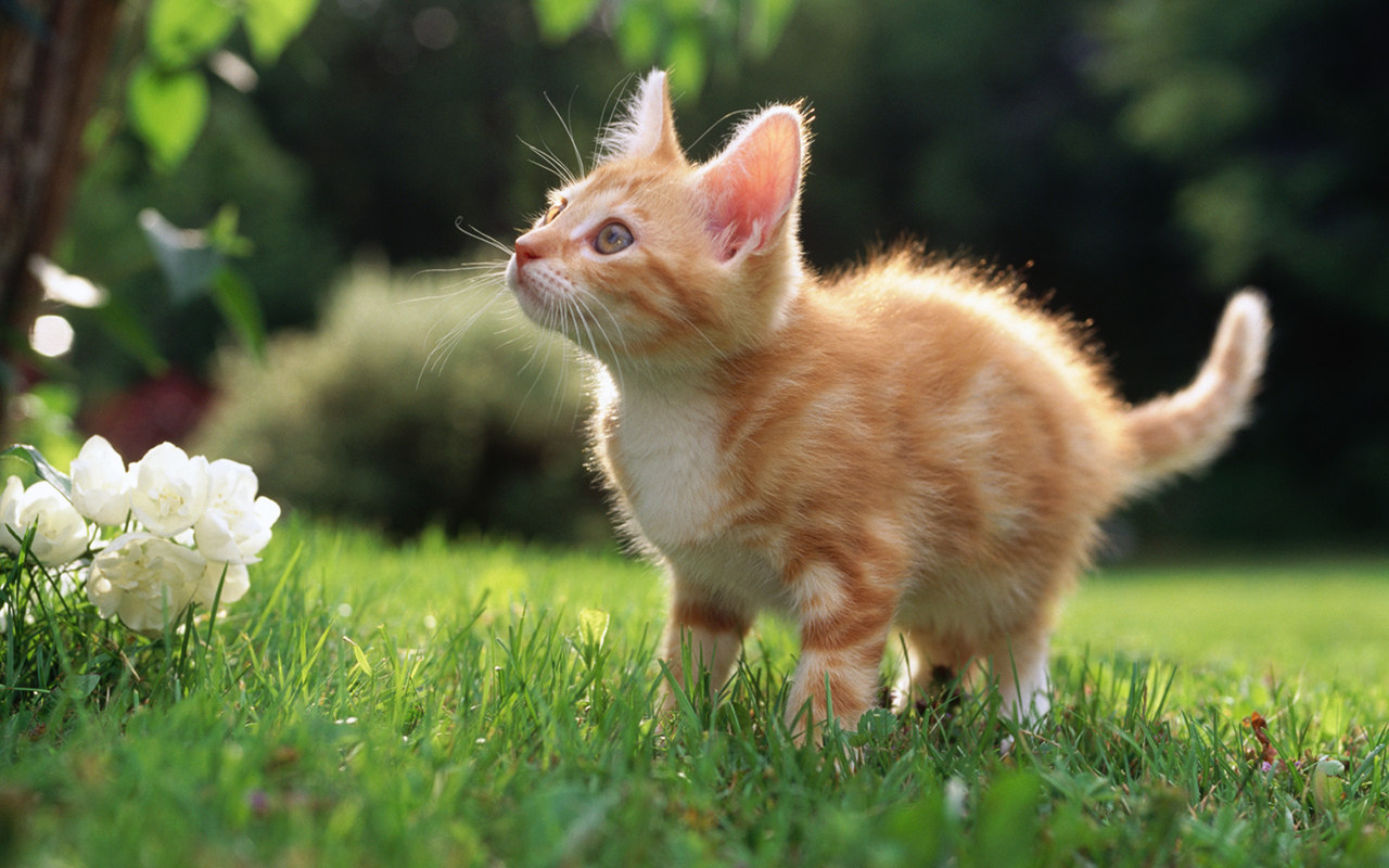 Sweet Kitty - Kittens Nature - HD Wallpaper 