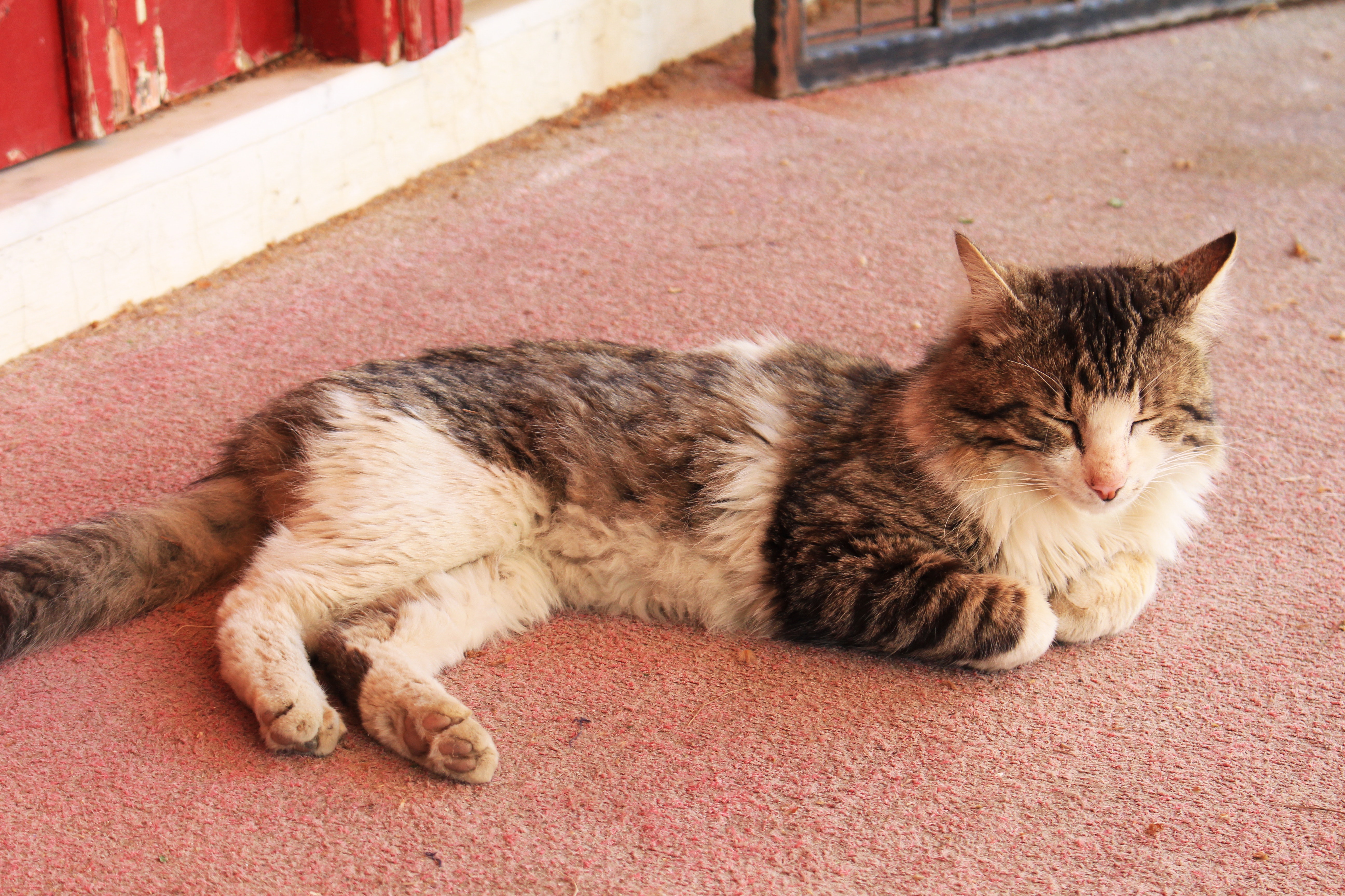 Domestic Long-haired Cat - HD Wallpaper 