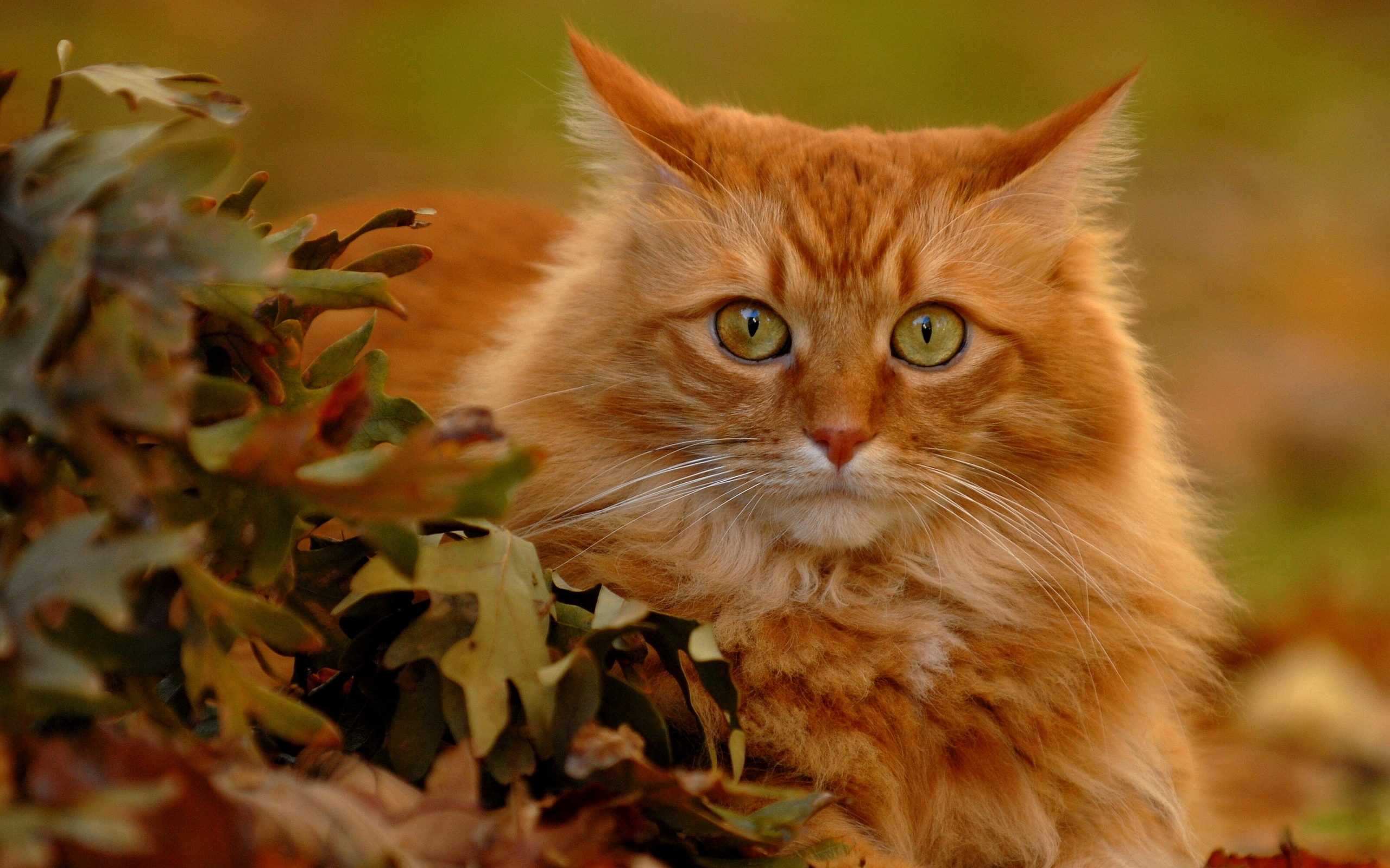 Cute Red Cat - HD Wallpaper 