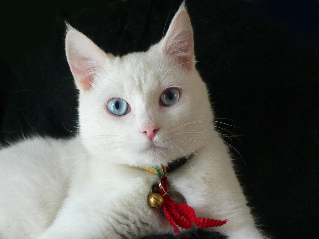 White Ojos Azules Cat - HD Wallpaper 