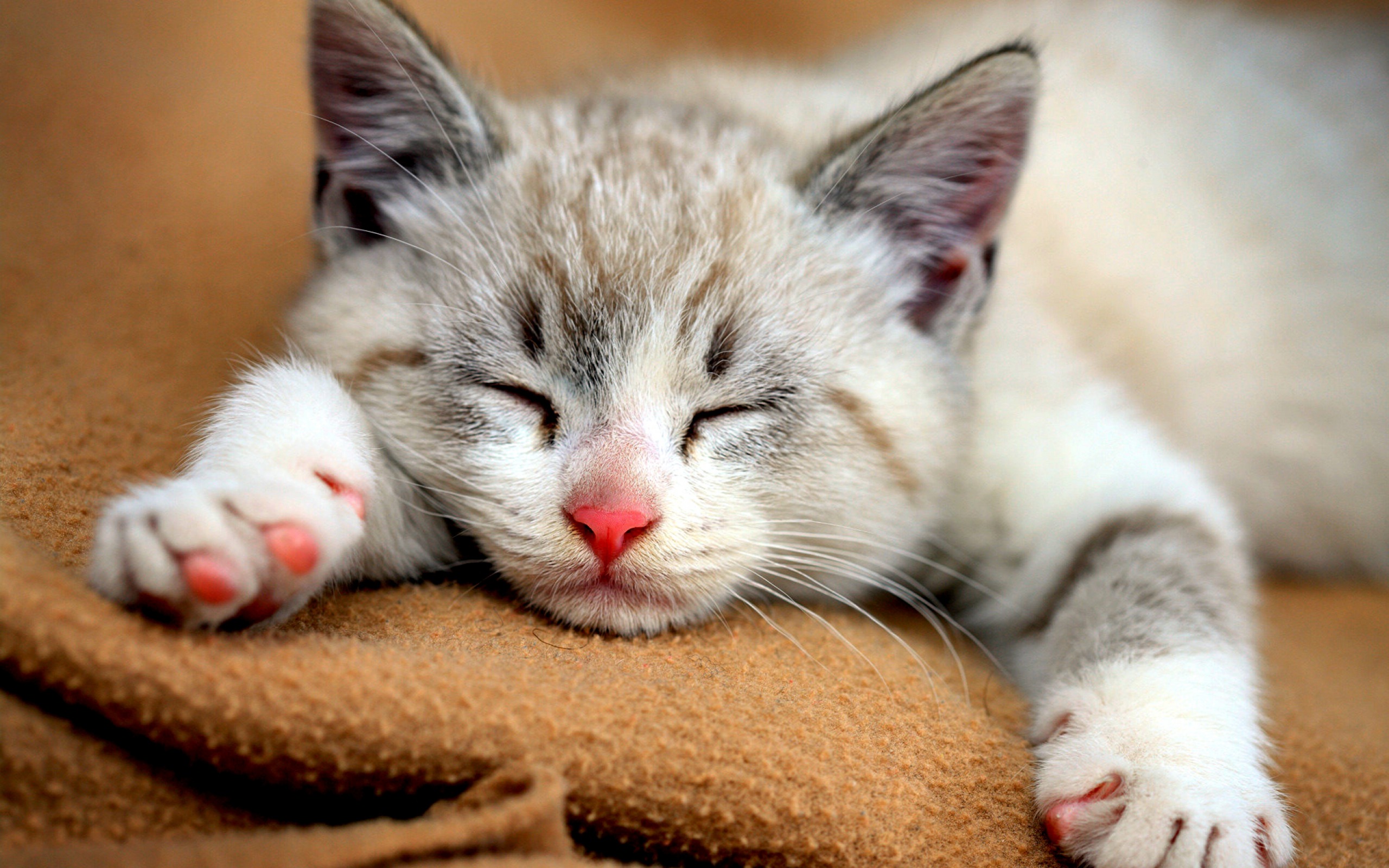 Cat Wallpaper Cute - 2560x1600 Wallpaper Cat Wallpaper Cute - 2560x1600 Wallpaper