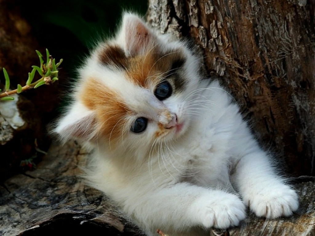 Cute Kittens Images Download - 1024x768 Wallpaper 