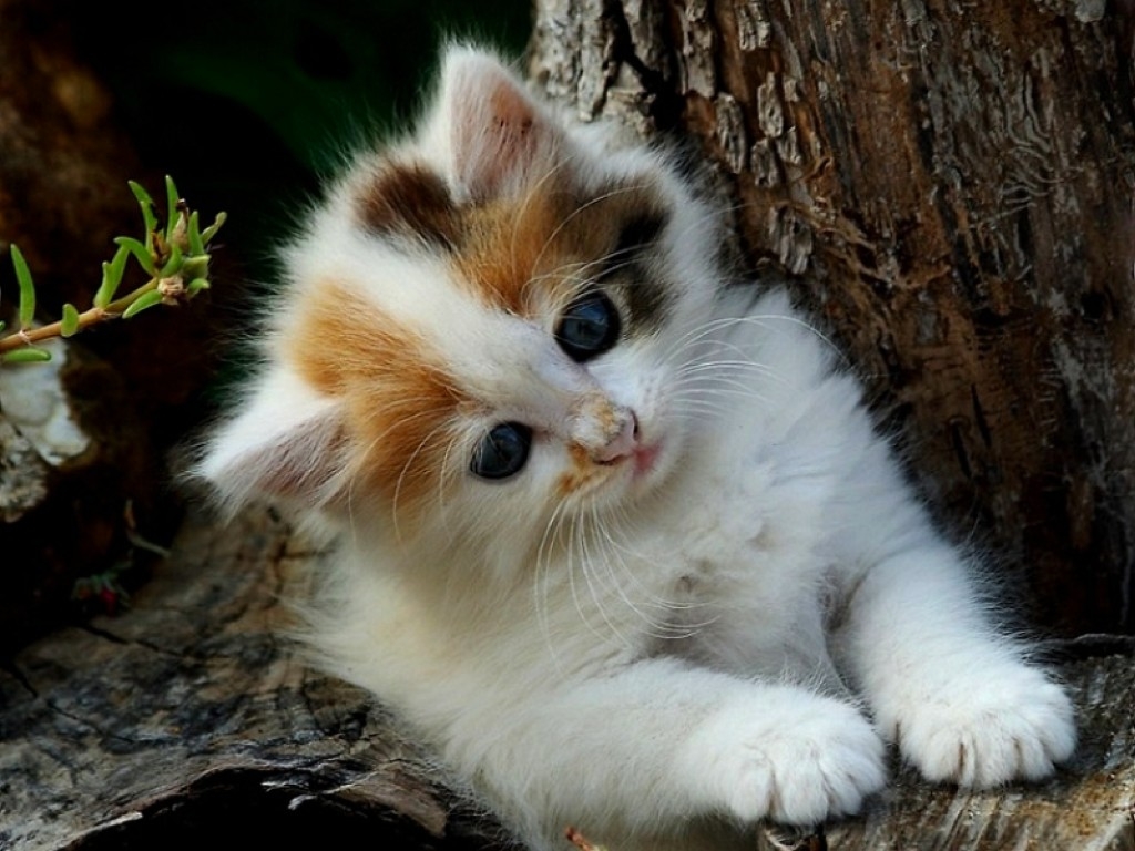 Cute Kittens Images Download - HD Wallpaper 