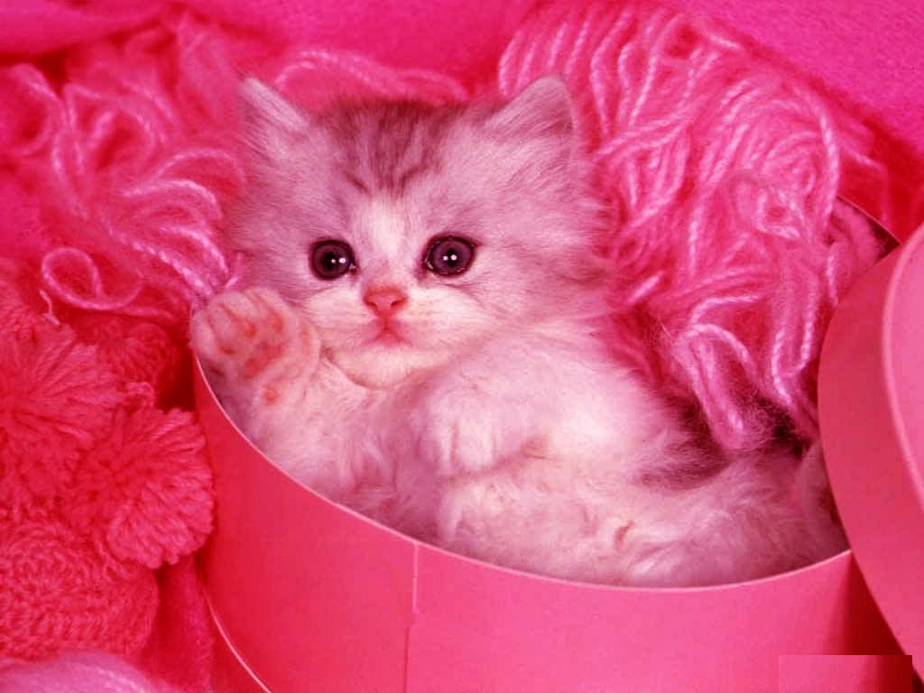 Cute Wallpapers Free Download - Cute Pink Wallpaper Free Download - HD Wallpaper 