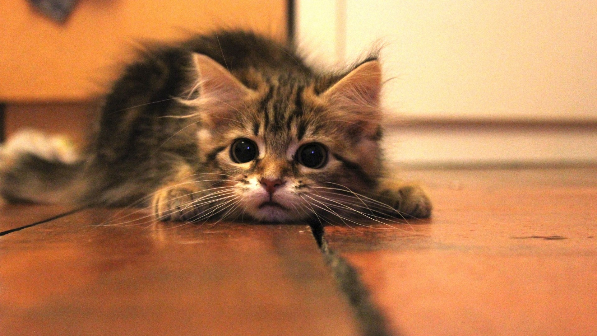 Baby Kitten Wallpapers - HD Wallpaper 