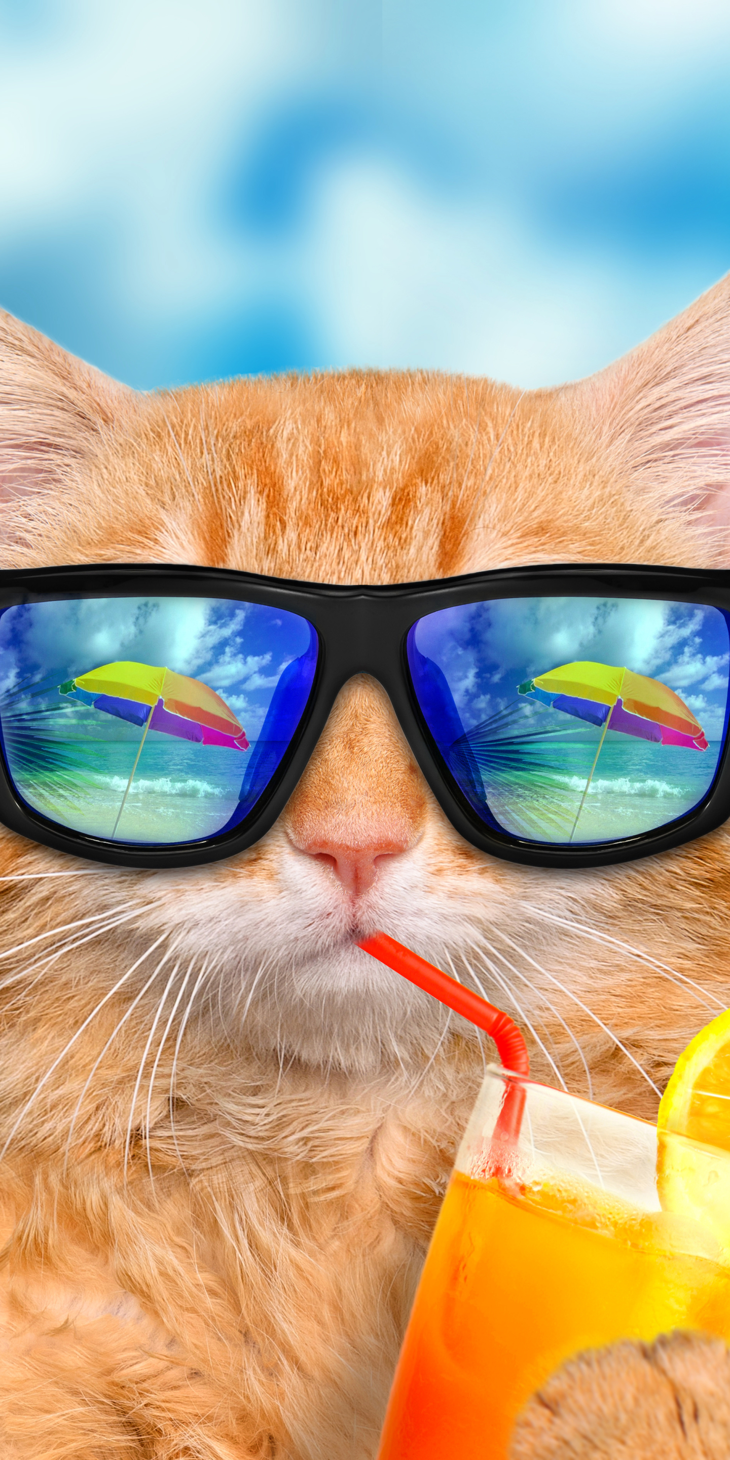 Cute Cats Wearing Sunglasses - HD Wallpaper 