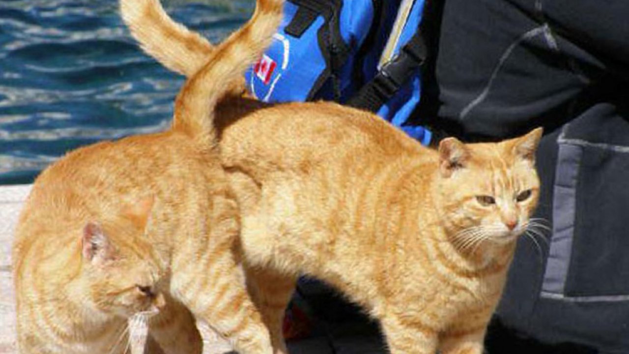 Yellow Cat Wallpaper Hd - HD Wallpaper 