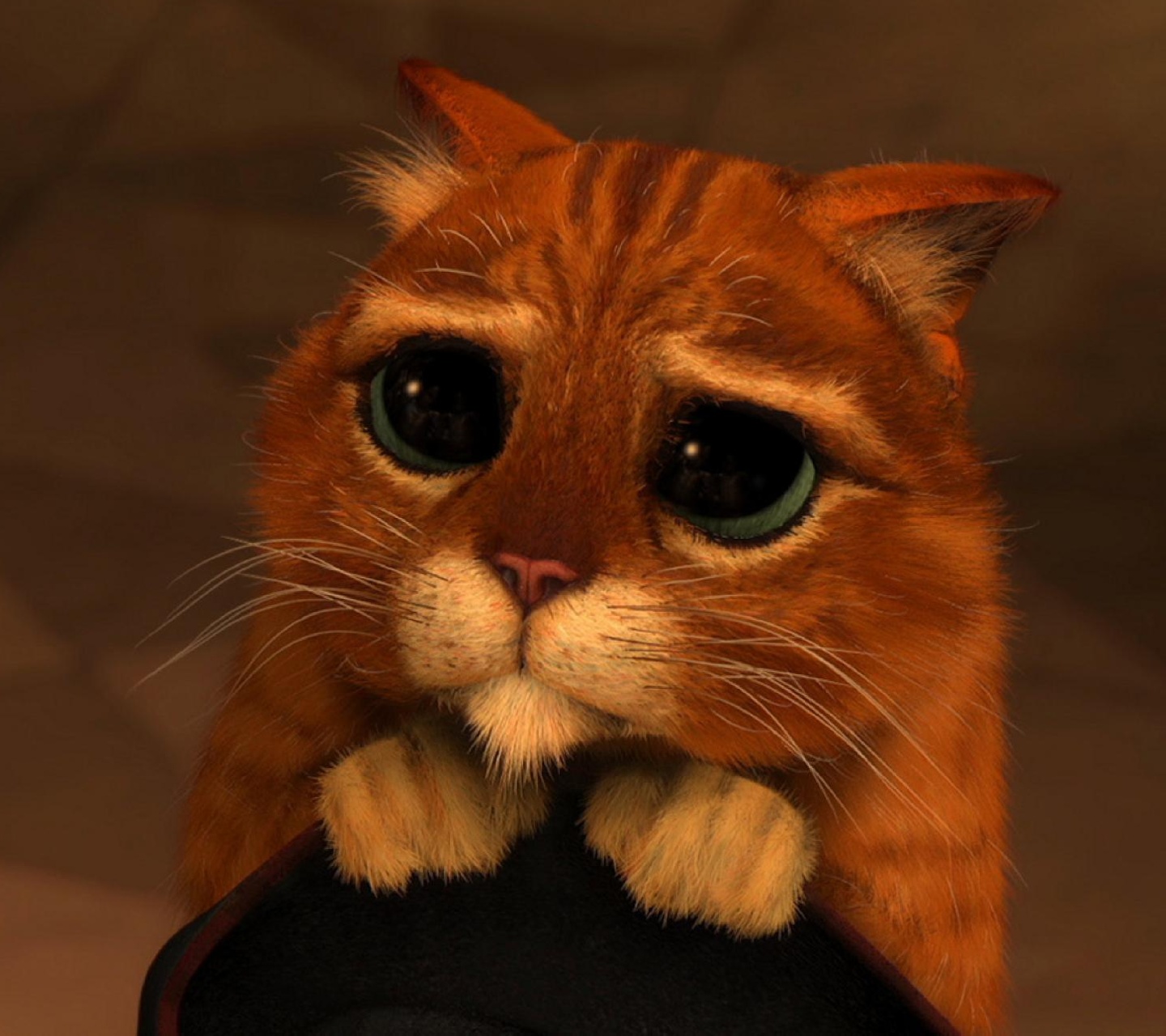 Cute Sad Cat Face - HD Wallpaper 