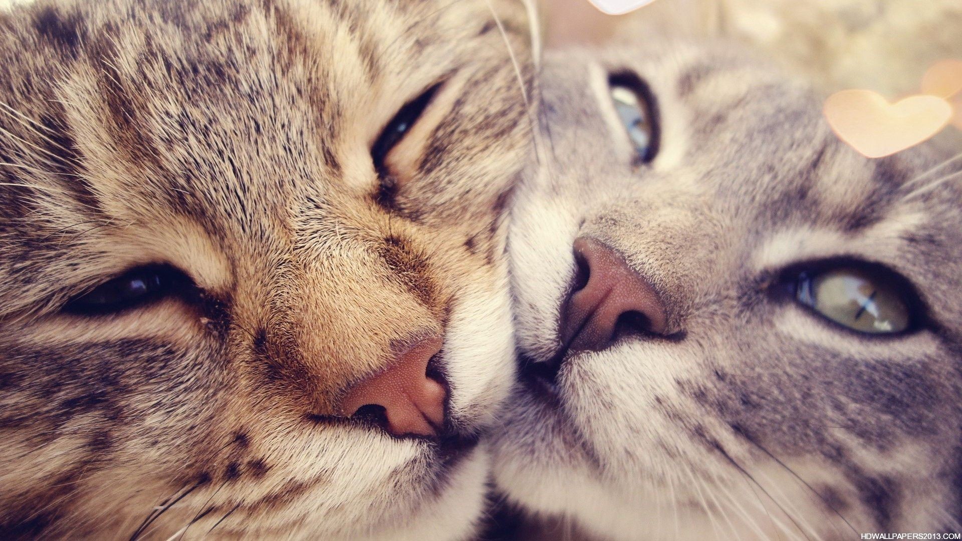 Cute Cat Wallpaper Hd 1920ã1080 Cute Cat Backgrounds - HD Wallpaper 