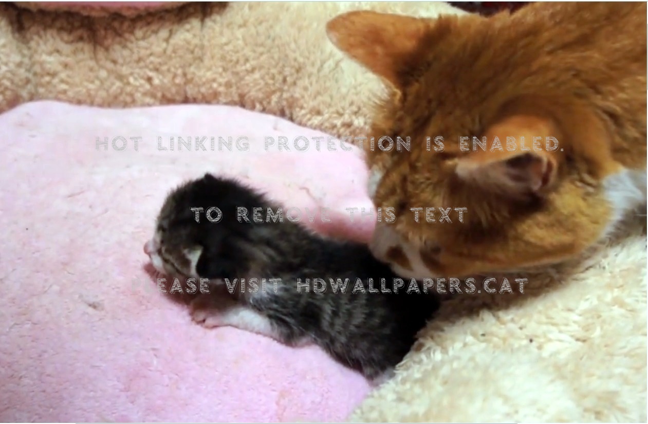Dad And Baby Kitten Comforts Animals Cats - Kitten - HD Wallpaper 