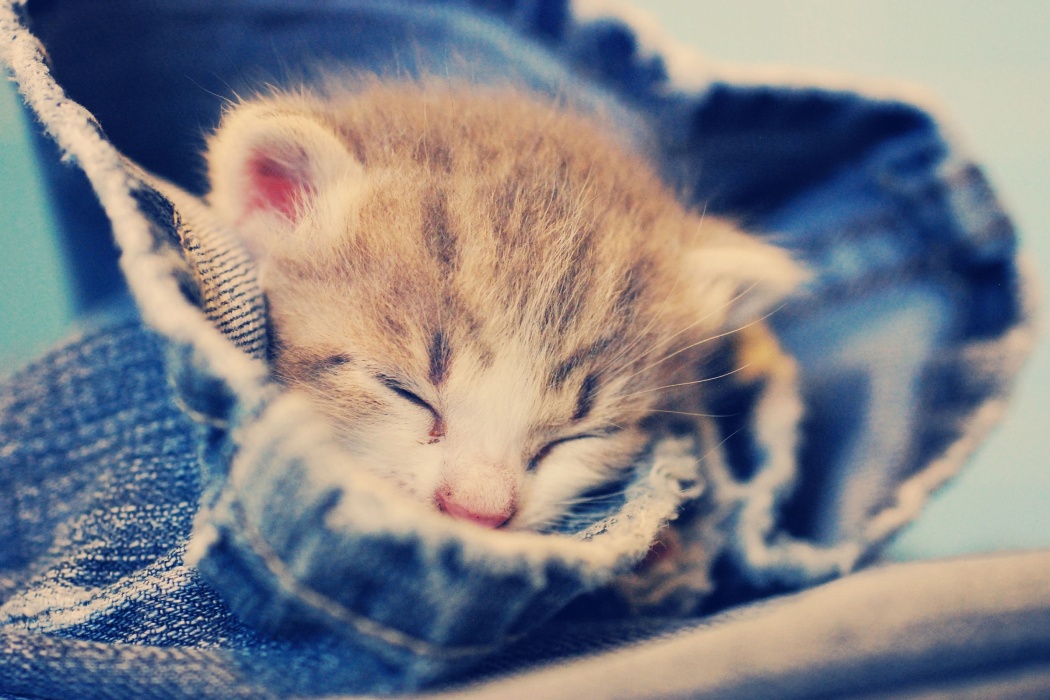 Cute Cat Sleeping In Jeans - Sleeping In Jeans Meme - HD Wallpaper 