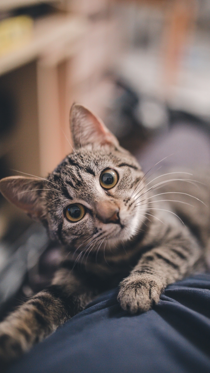 Cute Cat Photography - HD Wallpaper 