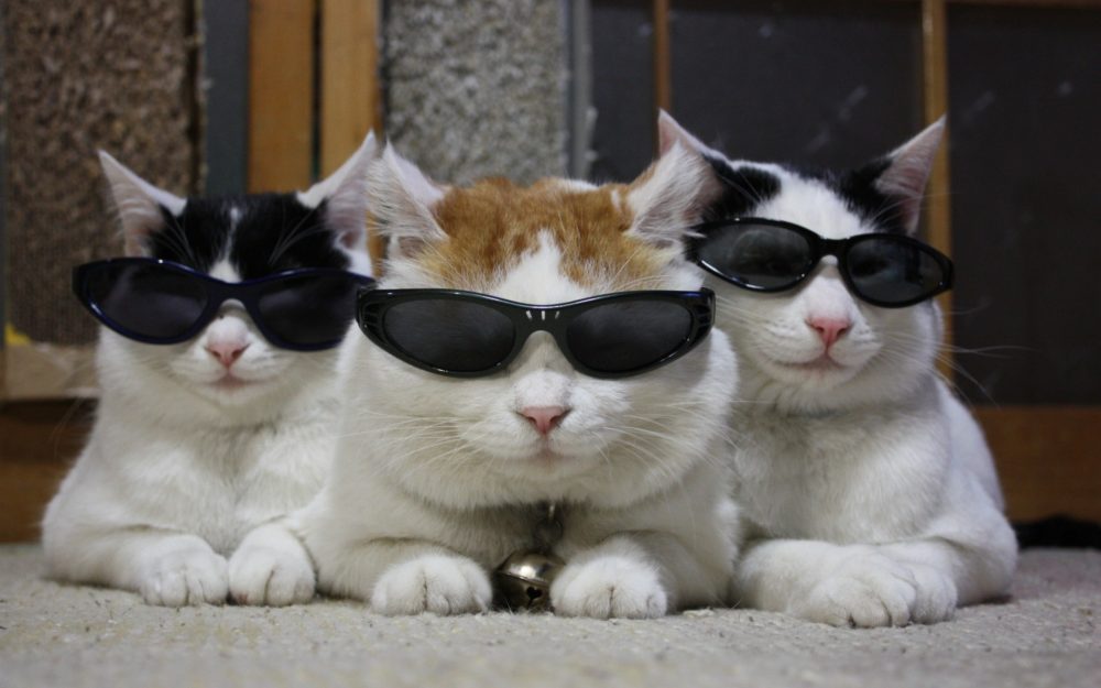 Cat With Sunglasses Wallpaper - HD Wallpaper 