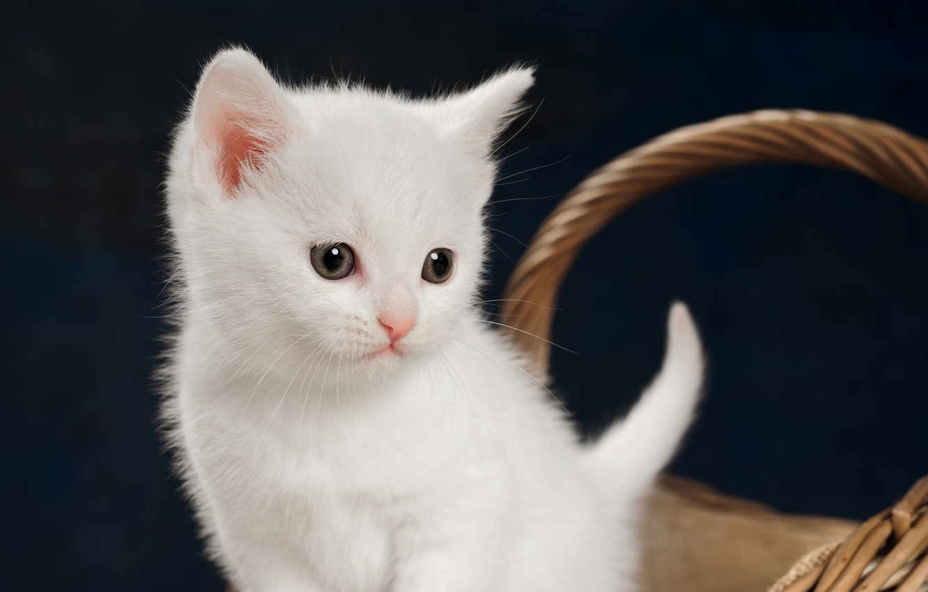 Photo Wallpaper Kitty, Baby, White Kitten - Baby Kitten White Cat - HD Wallpaper 