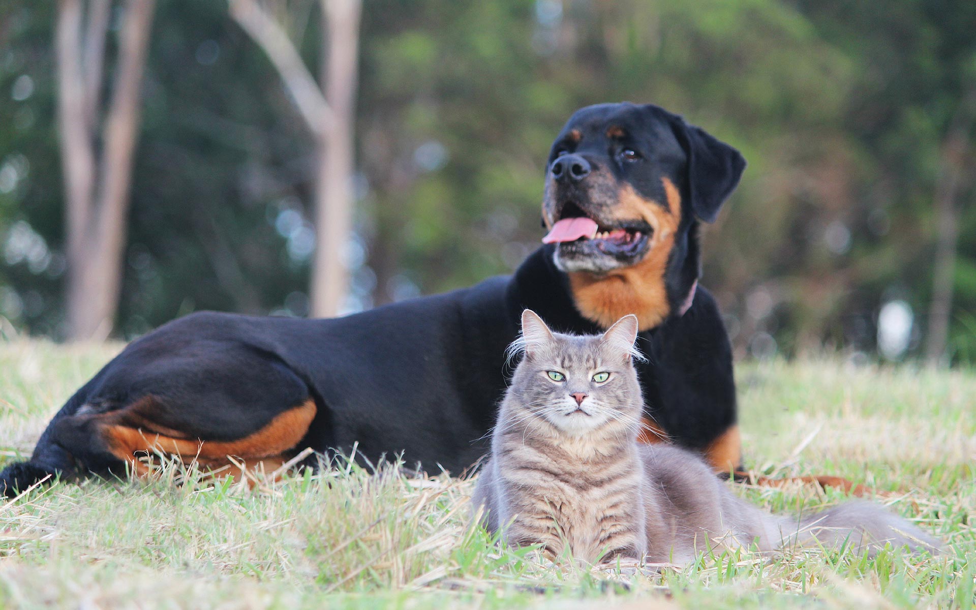 Cute Dogs New Tab Theme Hd Wallpapers - Wallpaper - HD Wallpaper 