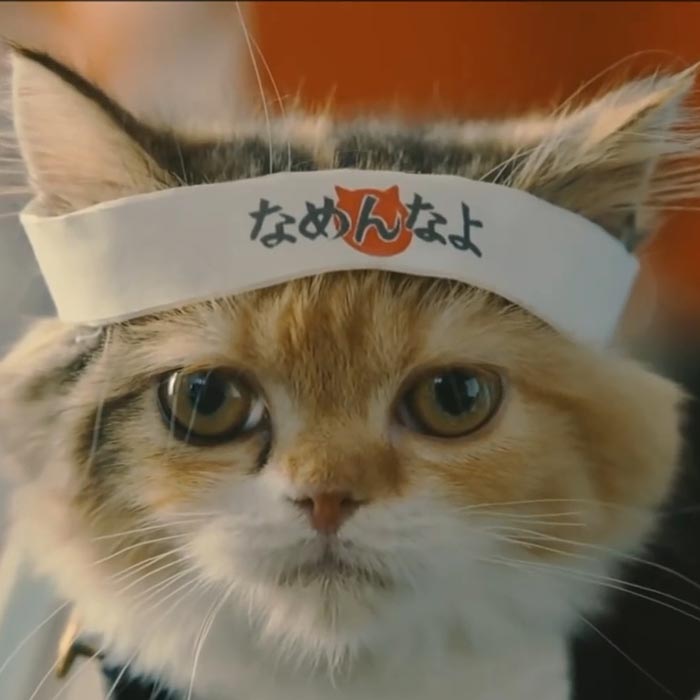 Lully Cat Bully Cat Wallpaper Engine - Domestic Short-haired Cat - HD Wallpaper 