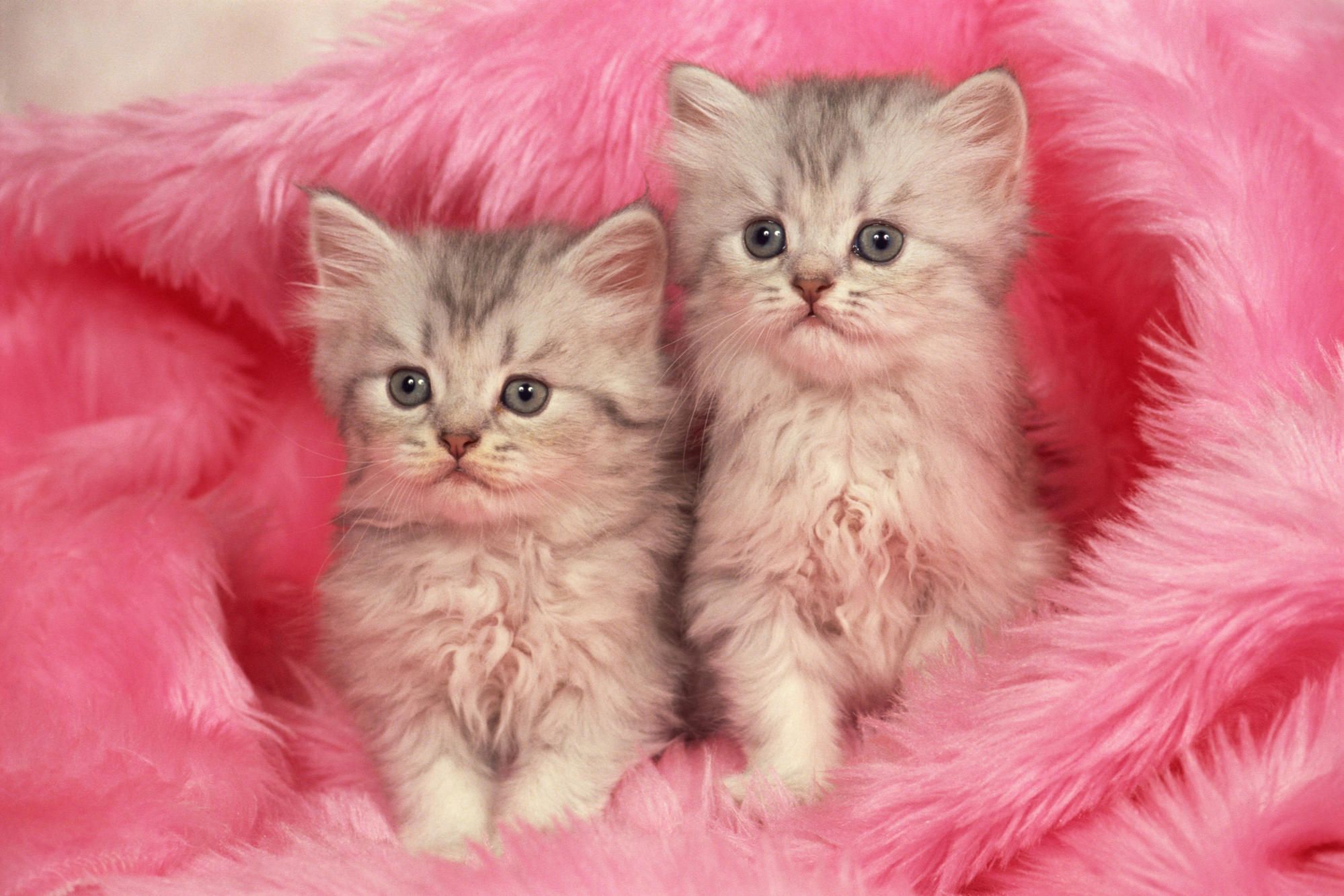 Pink Cute Cats Images Hd - HD Wallpaper 