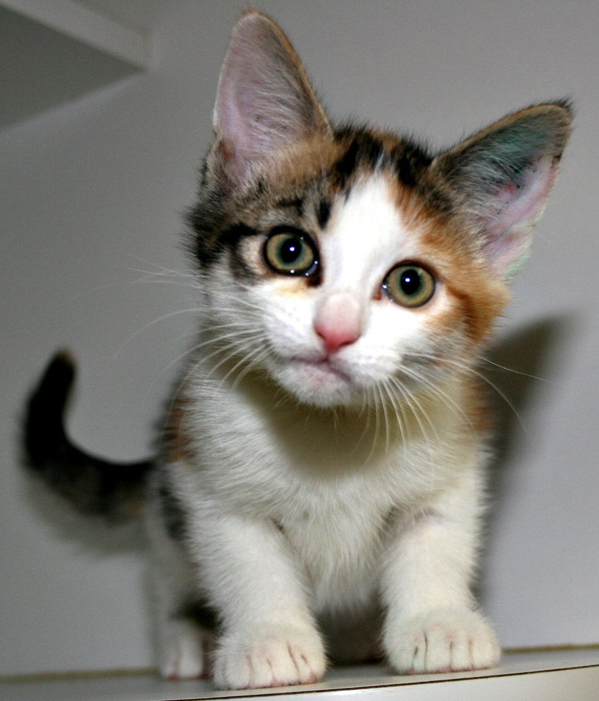 Arabian Mau - HD Wallpaper 