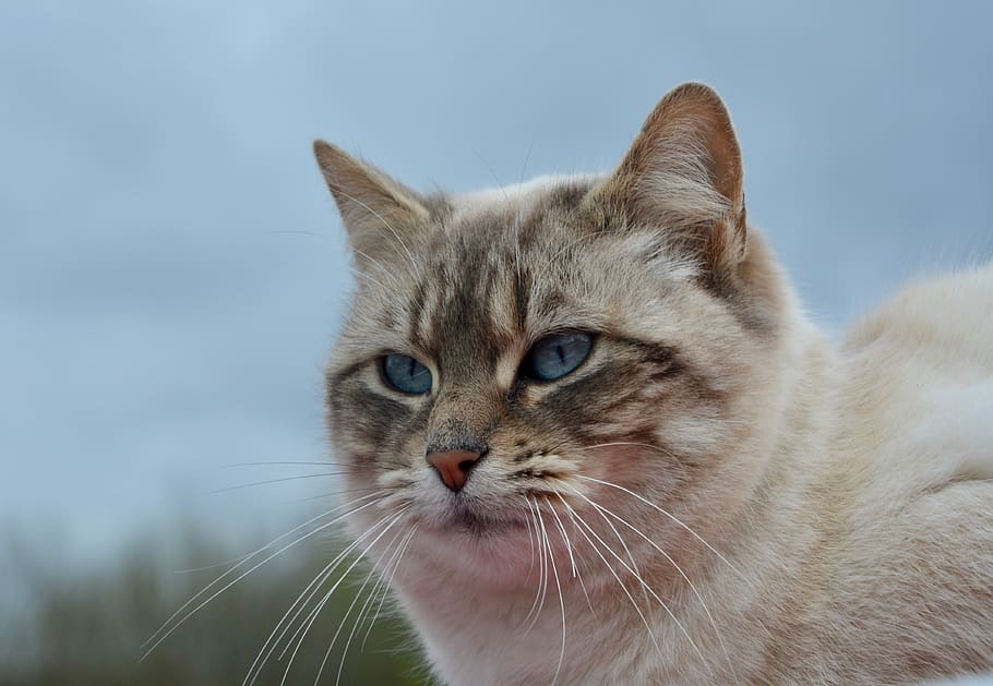 Cat Wallpapers Free Download - HD Wallpaper 