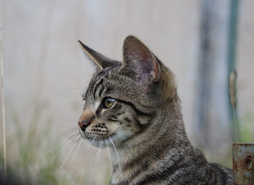 Cat Baby, Kitten, Young Cats, Cat, One Animal, Animal - HD Wallpaper 