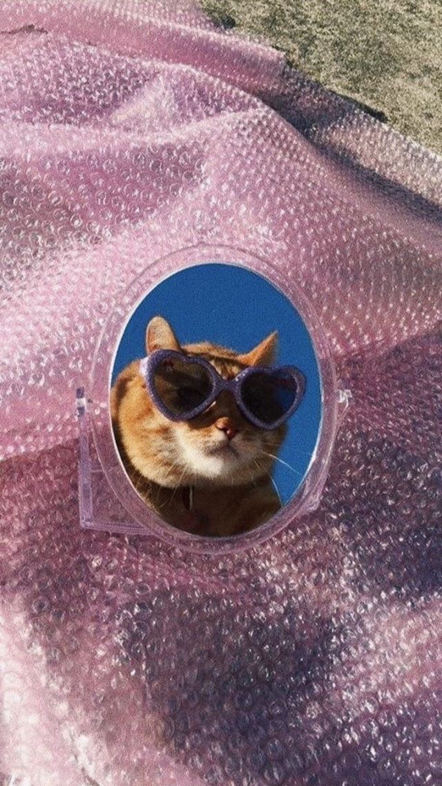 Cat Image - Cat With Mirror Cute - HD Wallpaper 