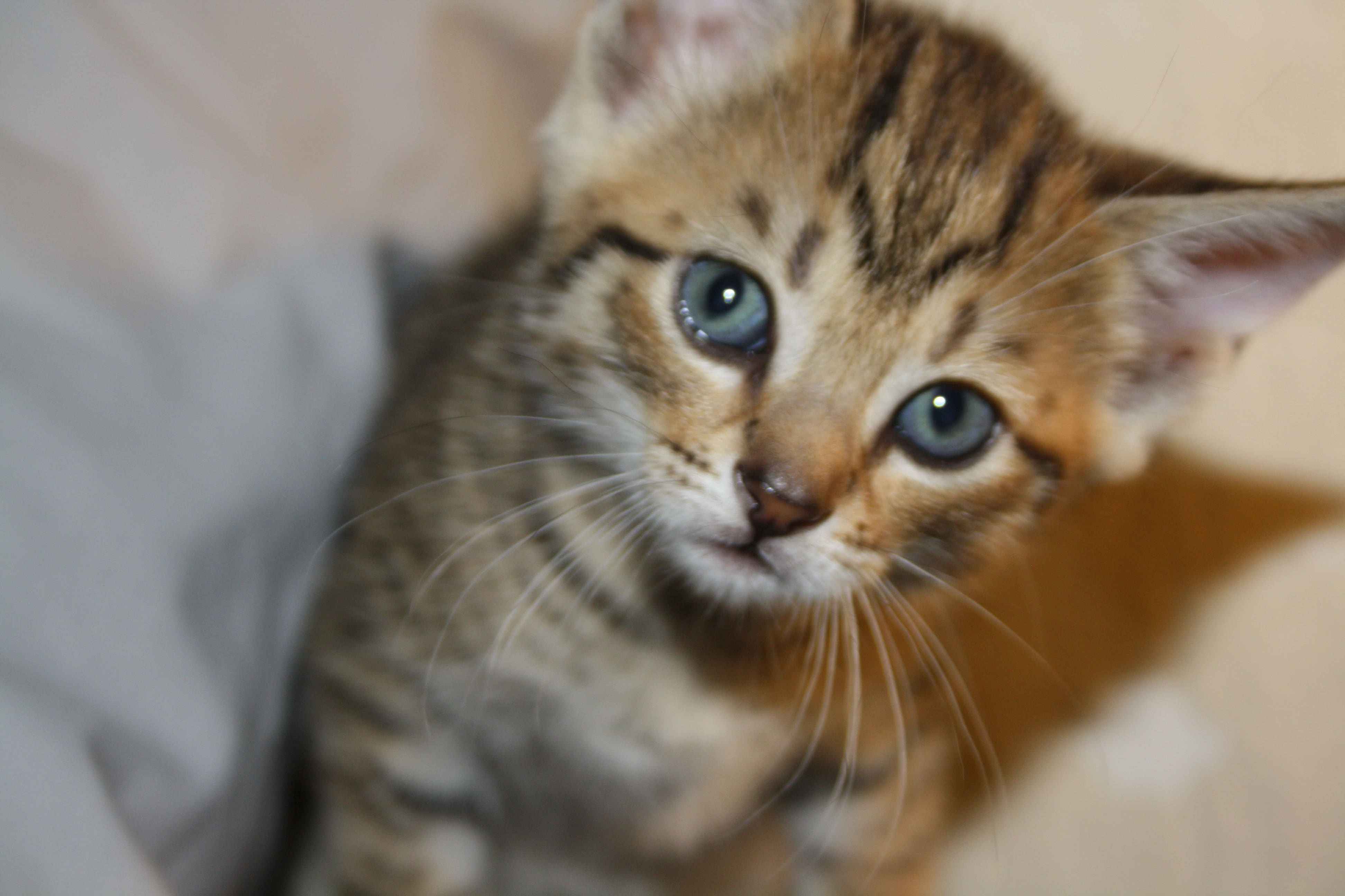 Cute Baby Kittens - HD Wallpaper 