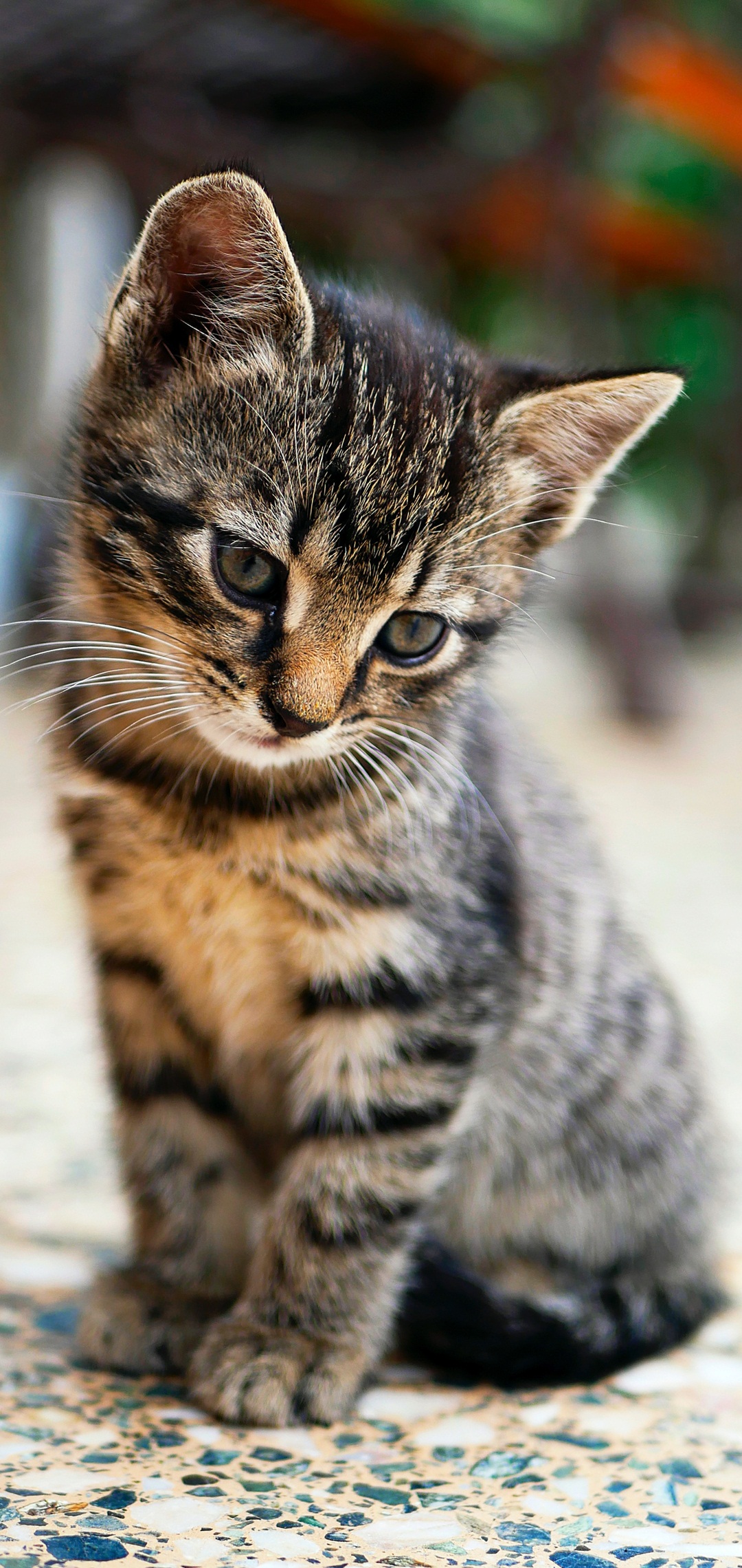 Vivo V11 Wallpapers - Kitten Hd - HD Wallpaper 