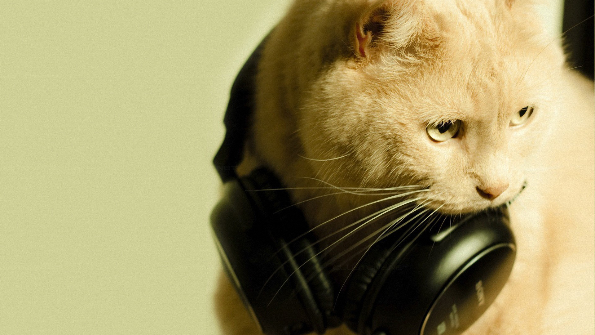 Cat With Headphones Hd Wallpaper - HD Wallpaper 