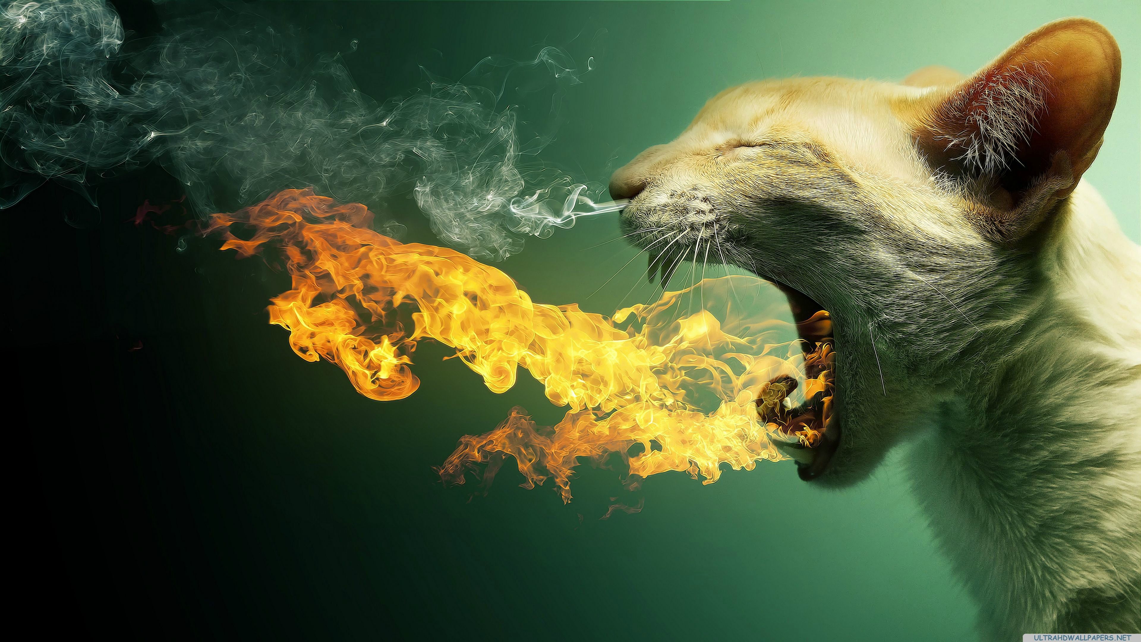 Cat Wallpapers Free Download - HD Wallpaper 