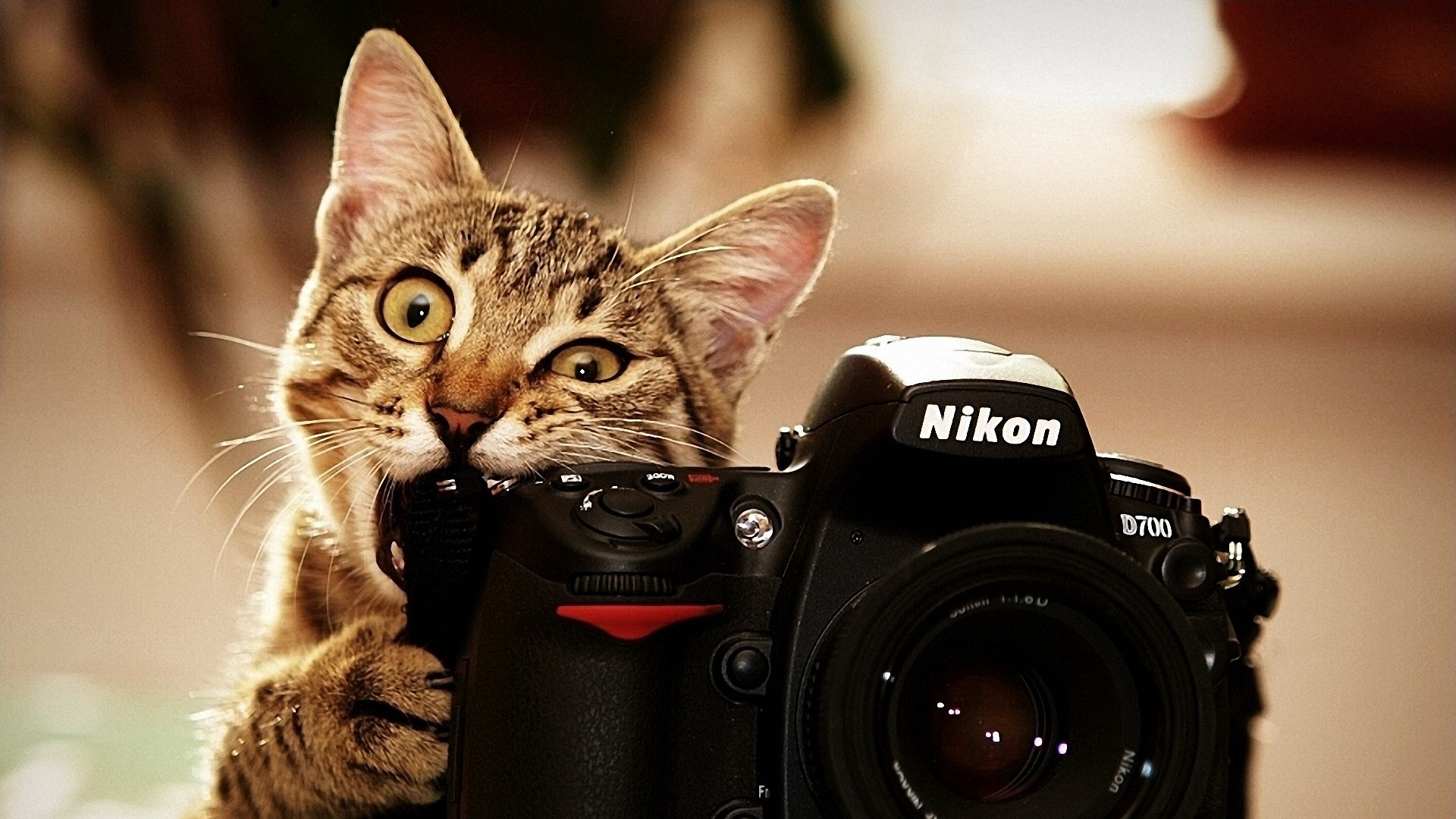 Wallpaper Cats Also Use The Camera - Funny Cat Backgrounds - HD Wallpaper 