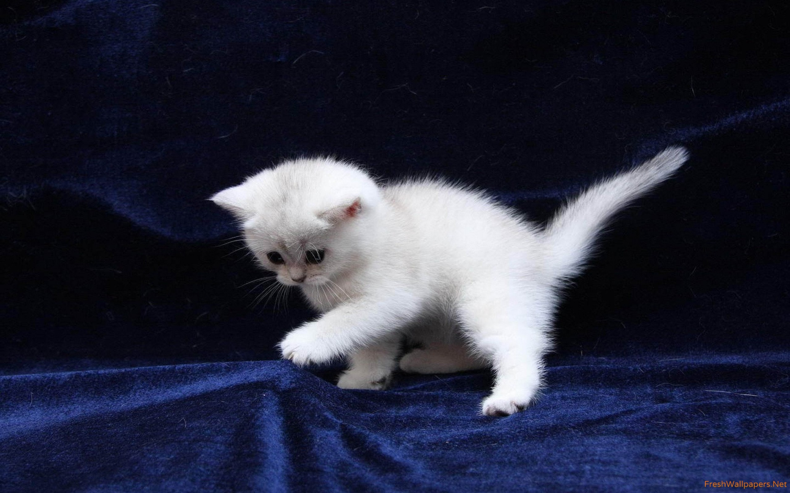 Cute Cats Wallpapers Free Download - HD Wallpaper 