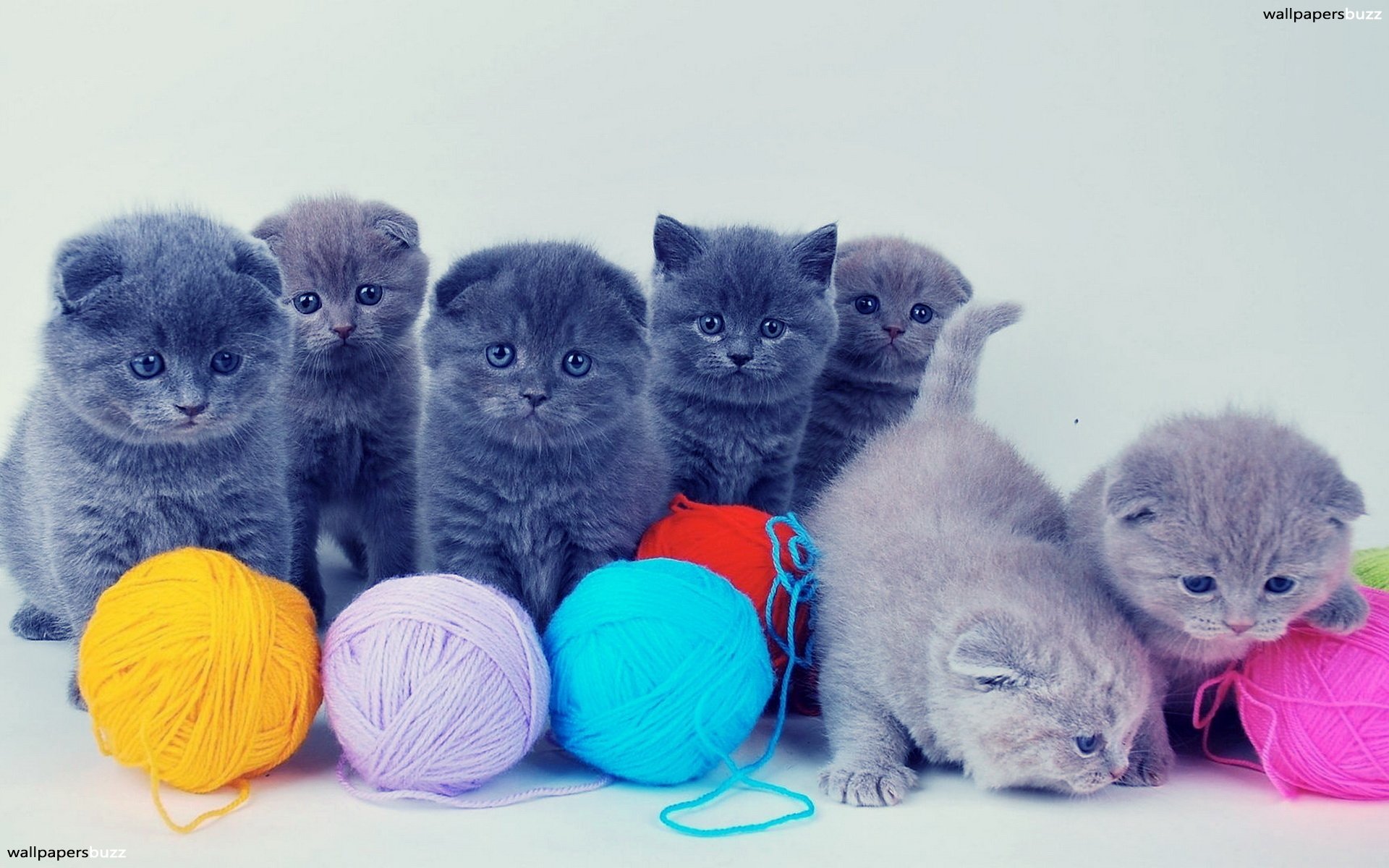 Baby Kitten Wallpapers - HD Wallpaper 