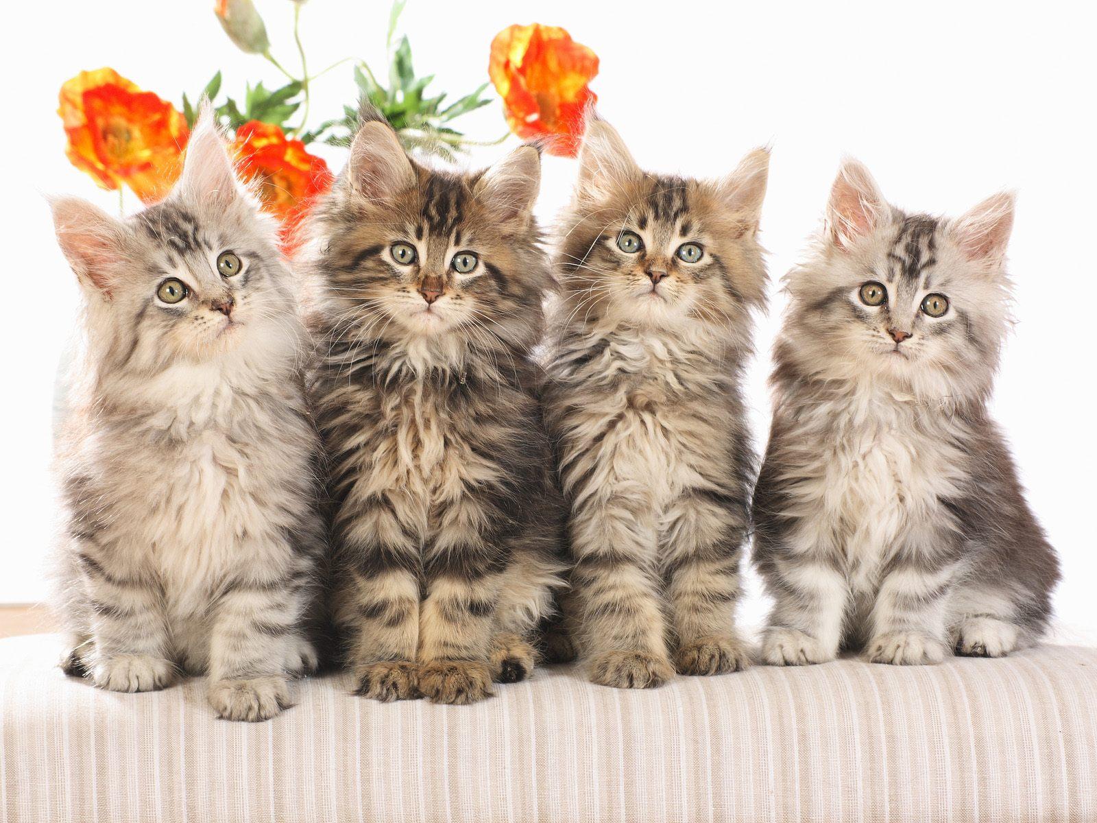 Desktop Cats Images Download - Flowers And Cat Hd - HD Wallpaper 