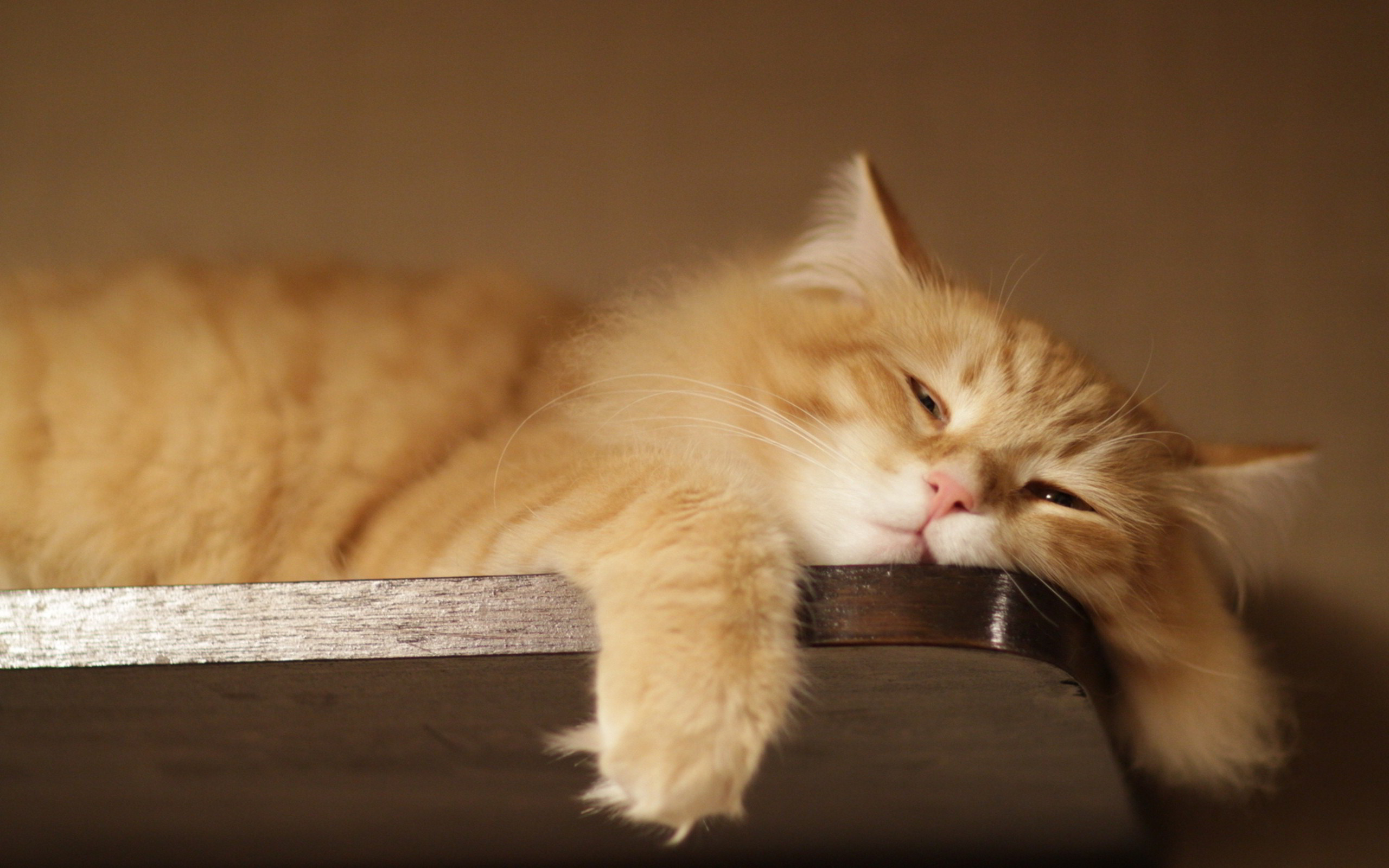 Funny Kitten Wallpaper - Lazy Cat - HD Wallpaper 