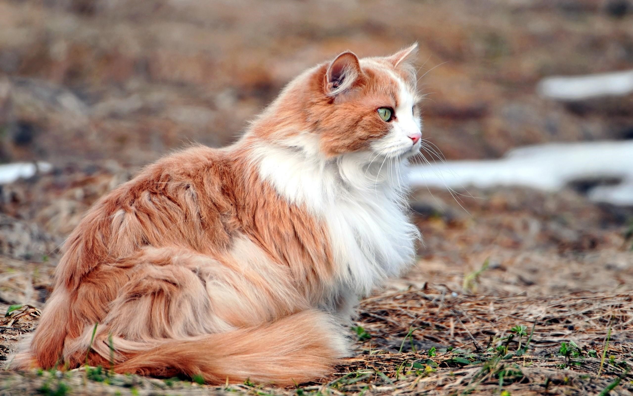 Fluffy Hairy Cat Image Free Download - Long Orange Hair Cat - HD Wallpaper 