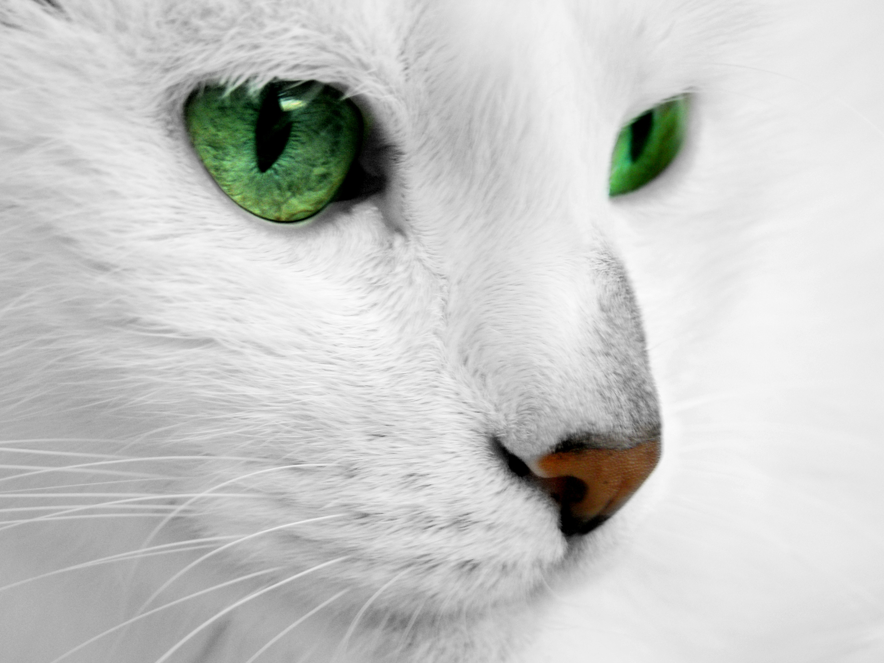 0 Kawaii Cat Wallpaper Love A Cat With Fiercely Green - Long Haired White Cat Green Eyes - HD Wallpaper 