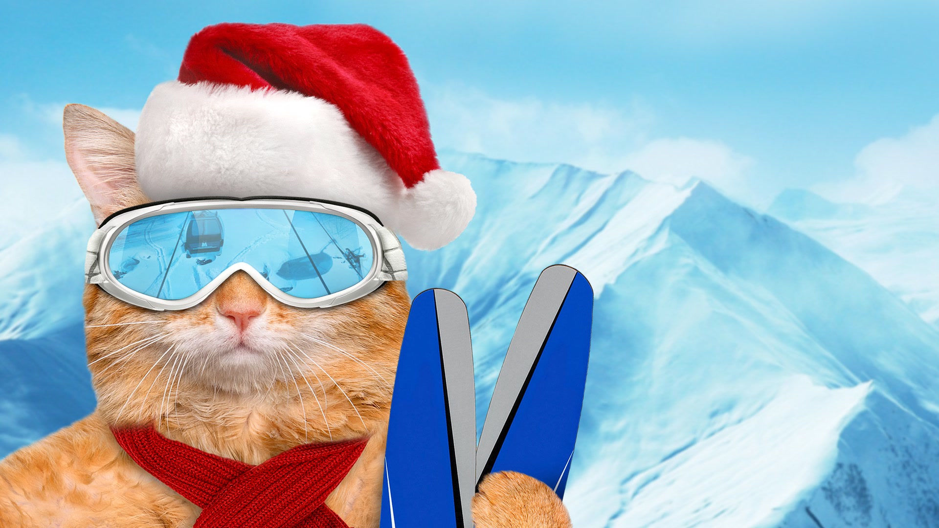 Cat Sunglasses - HD Wallpaper 