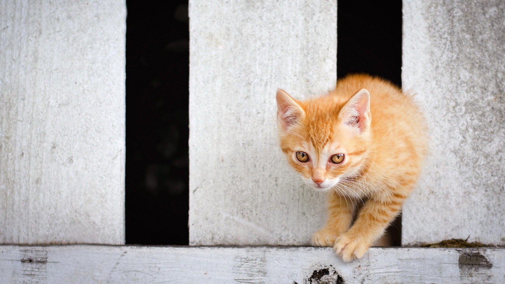 Yellow Cat Image Free Download - Kitten - HD Wallpaper 