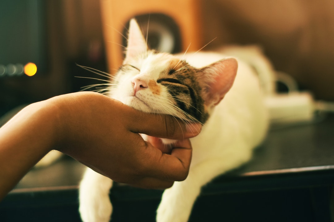 Cat Wallpaper Hd Free Download - HD Wallpaper 